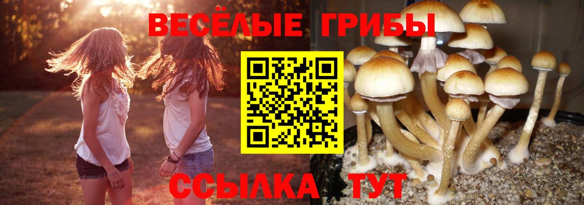 Псилоцибиновые грибы GOLDEN TEACHER  Галлюциногенные грибы Psilocybe  Черкесск 